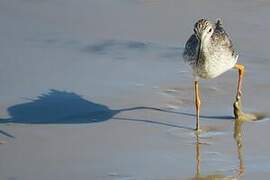 Greater Yellowlegs