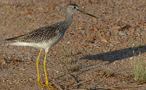 Greater Yellowlegs