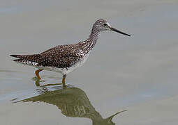 Greater Yellowlegs