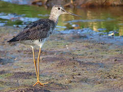 Greater Yellowlegs