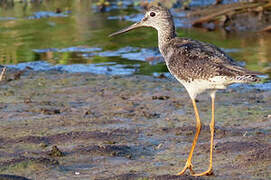 Greater Yellowlegs