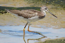 Greater Yellowlegs