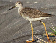 Greater Yellowlegs