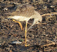 Greater Yellowlegs