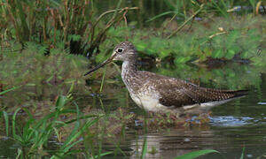 Greater Yellowlegs