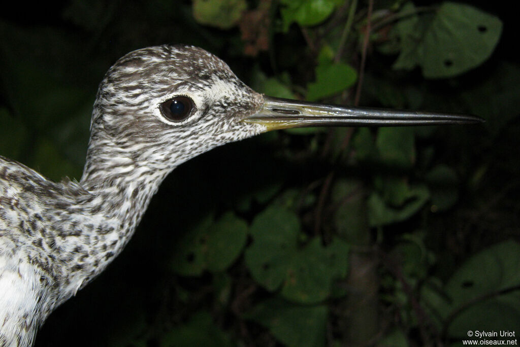 Greater Yellowlegs