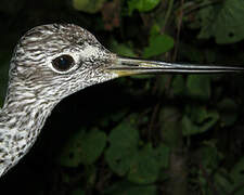 Greater Yellowlegs