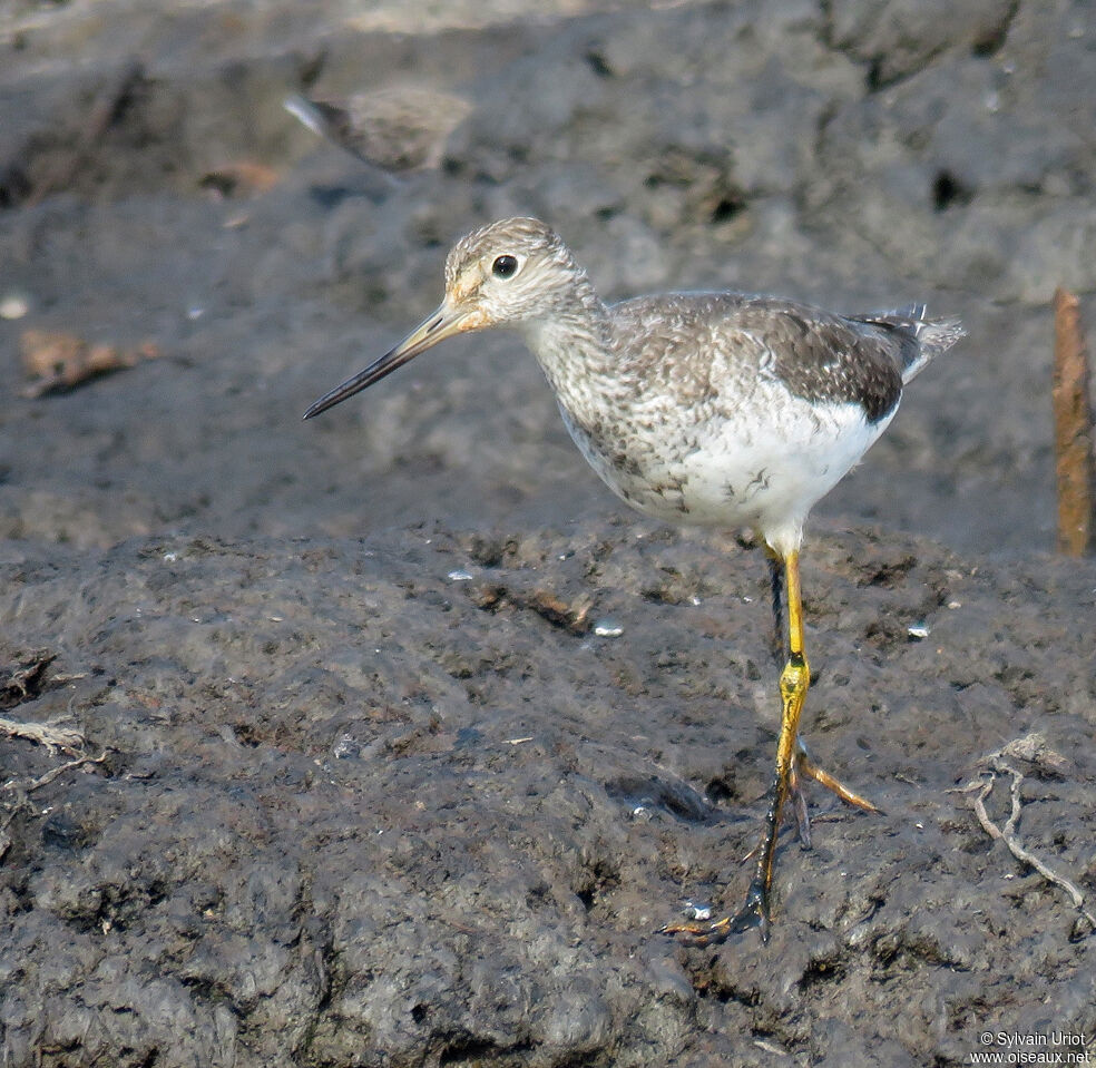 Greater Yellowlegs