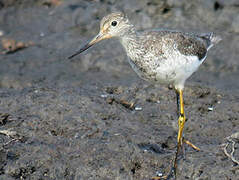 Greater Yellowlegs