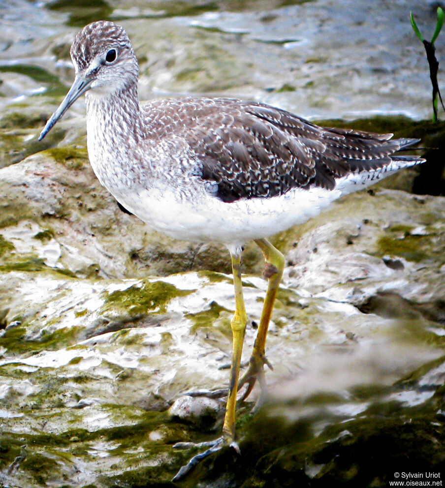 Greater Yellowlegs