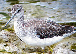 Greater Yellowlegs