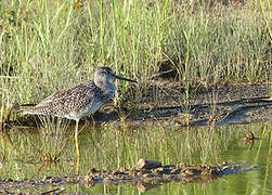 Greater Yellowlegs