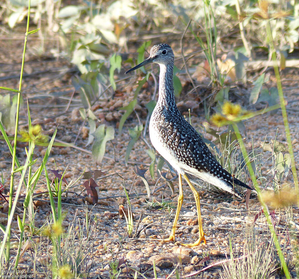 Greater Yellowlegsadult post breeding, Behaviour