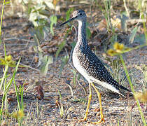 Greater Yellowlegs