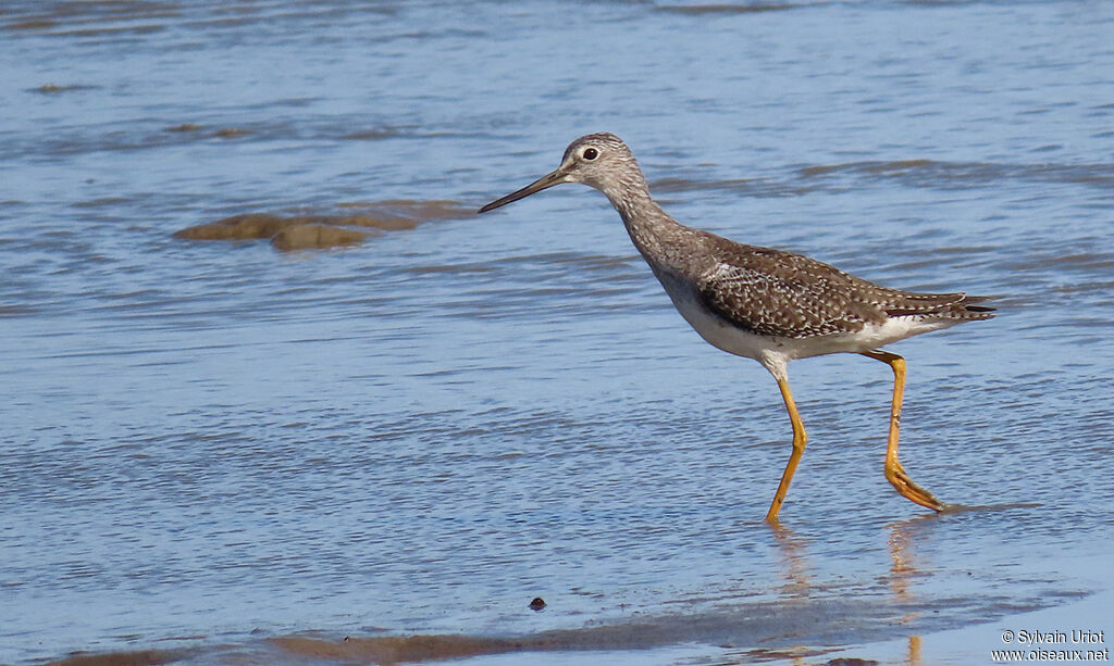 Greater Yellowlegs