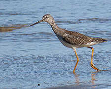 Greater Yellowlegs