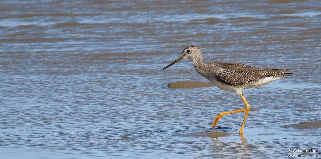 Greater Yellowlegs