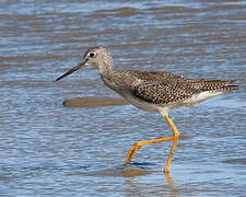 Greater Yellowlegs