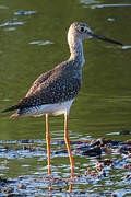 Greater Yellowlegs