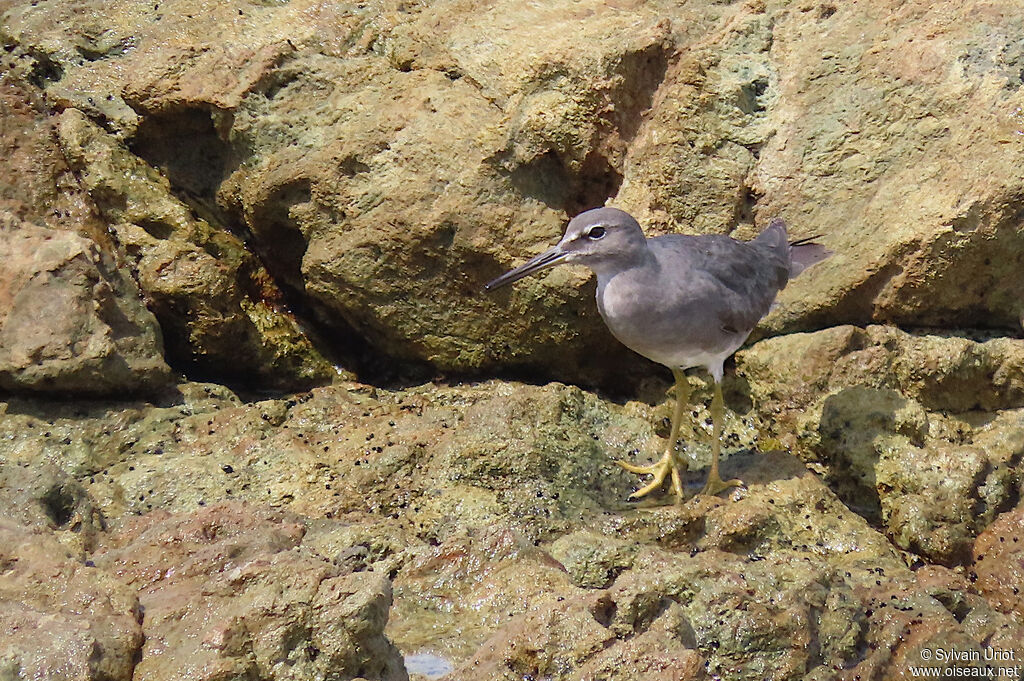 Wandering Tattleradult post breeding