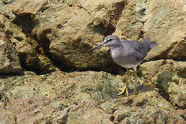 Wandering Tattler