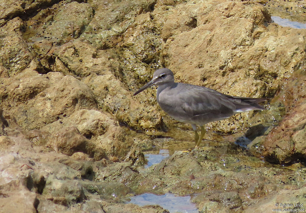 Wandering Tattleradult post breeding