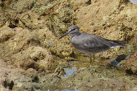 Wandering Tattler