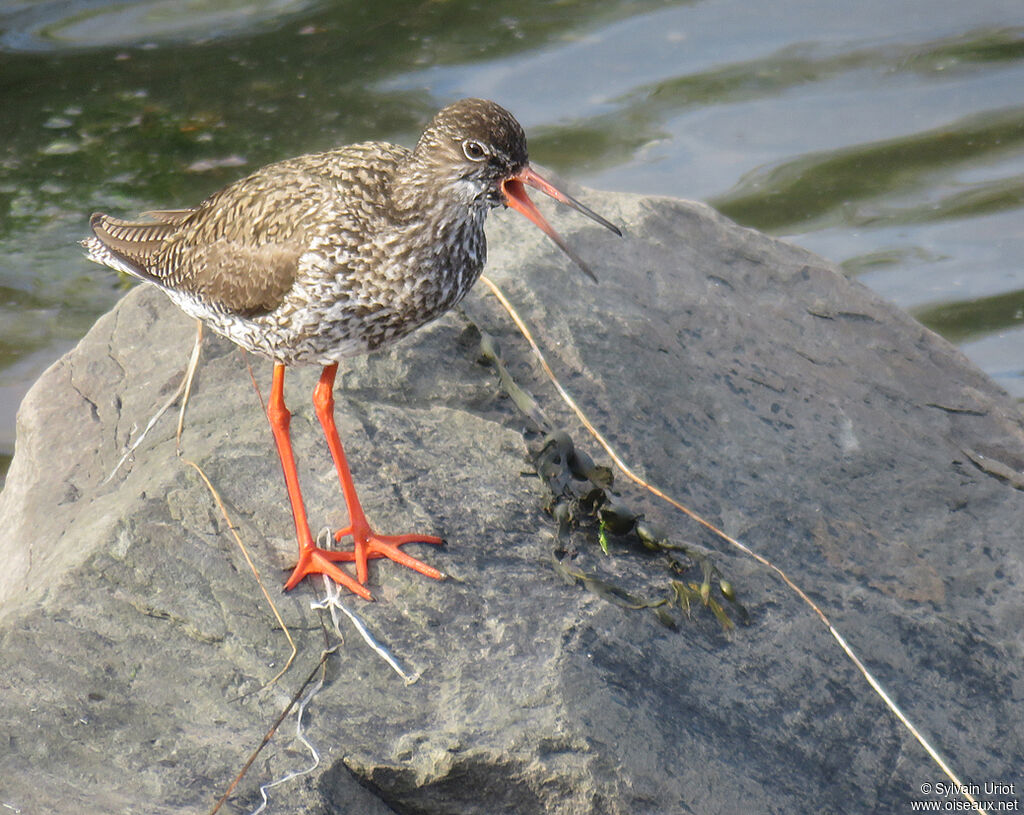 Common Redshankadult breeding