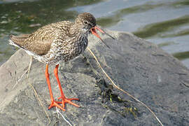 Common Redshank