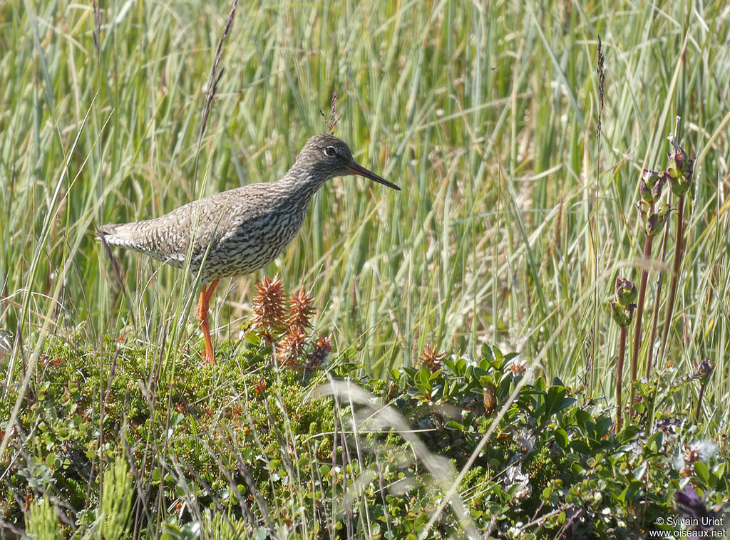 Common Redshankadult breeding