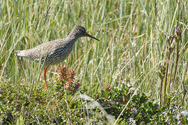 Common Redshank