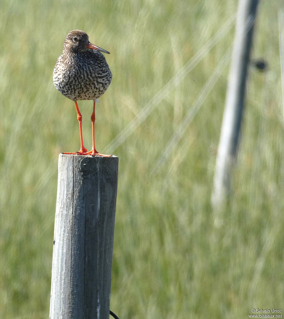 Common Redshankadult breeding