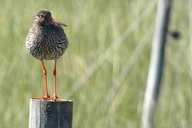 Common Redshank