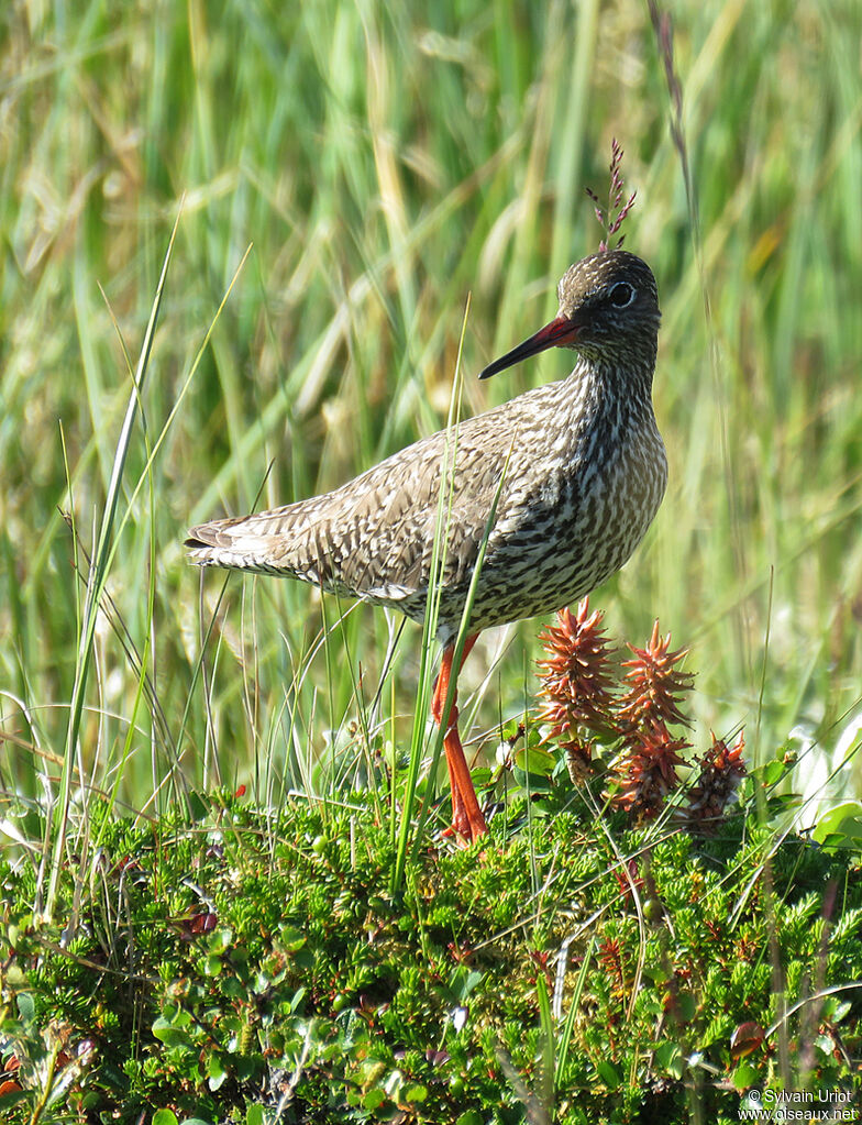 Common Redshankadult breeding