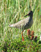 Common Redshank