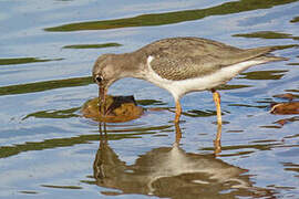 Spotted Sandpiper