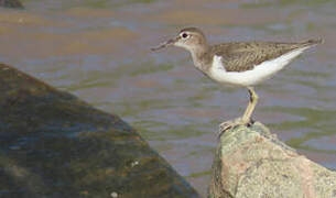 Spotted Sandpiper