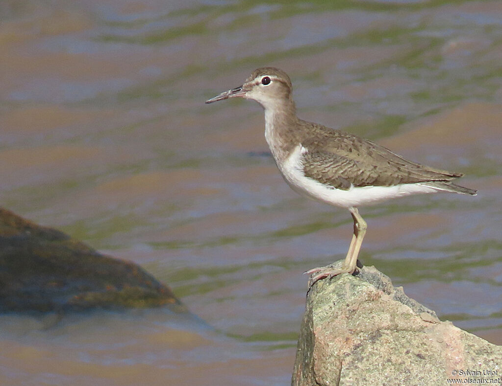 Spotted Sandpiperadult post breeding