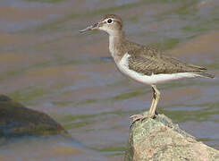 Spotted Sandpiper