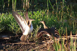 Spotted Sandpiper