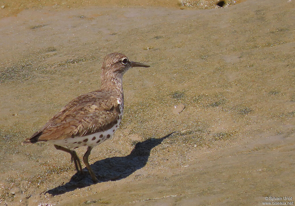 Spotted Sandpiperadult