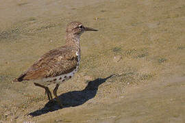 Spotted Sandpiper