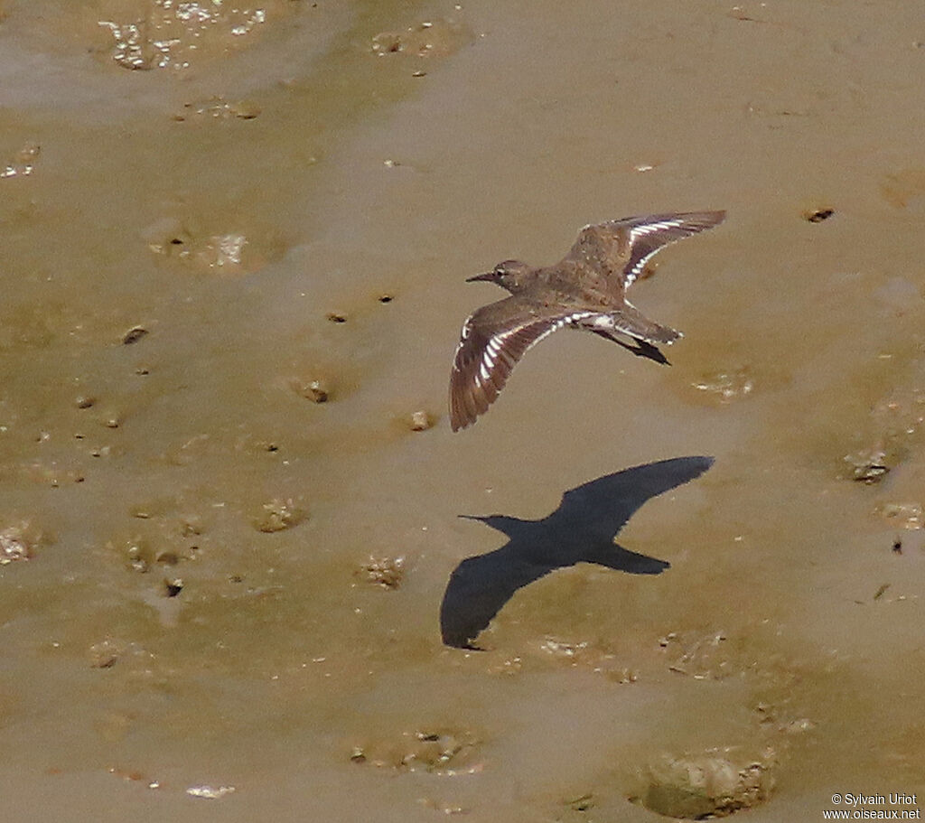 Spotted Sandpiperadult