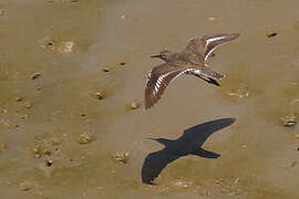 Spotted Sandpiper