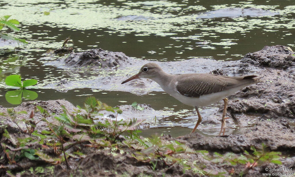 Spotted Sandpiperjuvenile