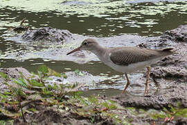 Spotted Sandpiper