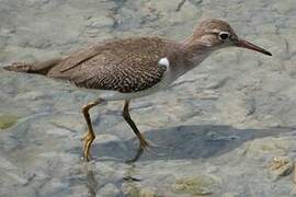 Spotted Sandpiper