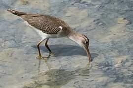 Spotted Sandpiper