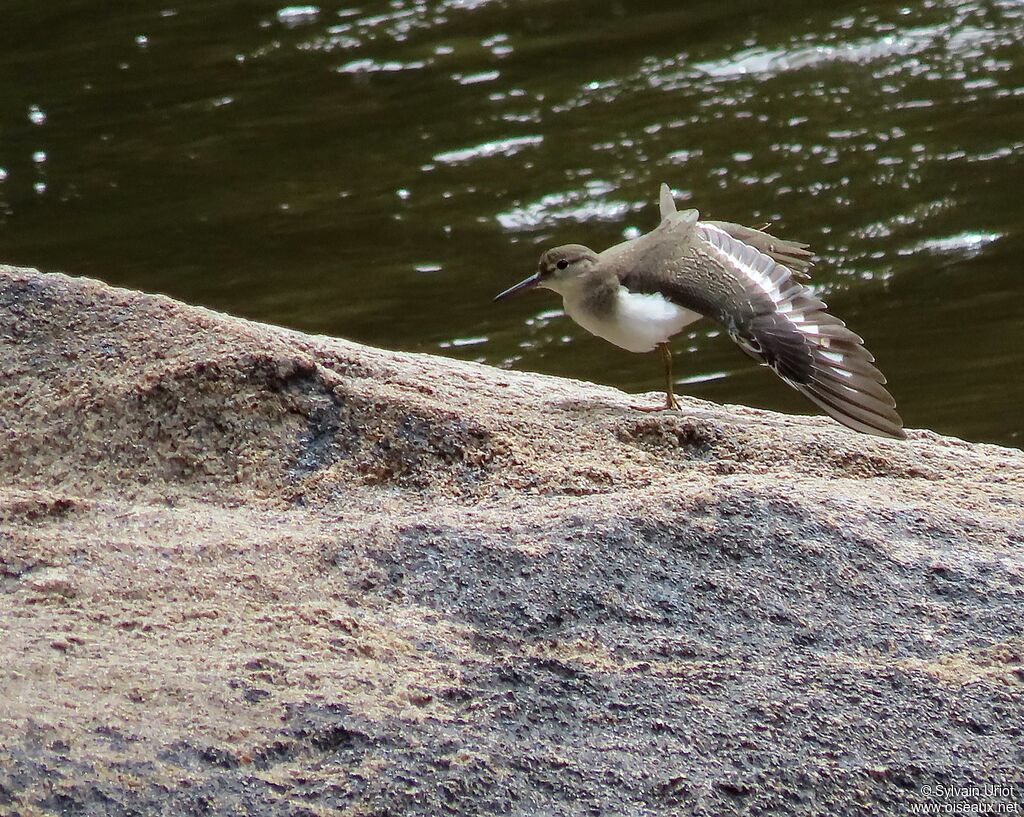 Spotted Sandpiperjuvenile