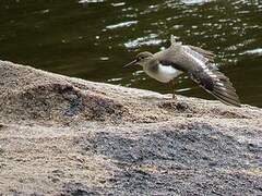 Spotted Sandpiper